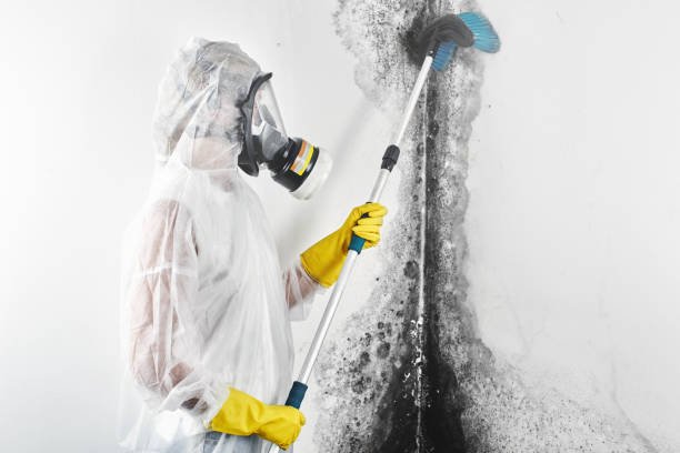 Best Water Damage & Mold Remediation  in Andalusia, IL